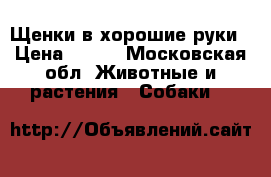 Щенки в хорошие руки › Цена ­ 500 - Московская обл. Животные и растения » Собаки   
